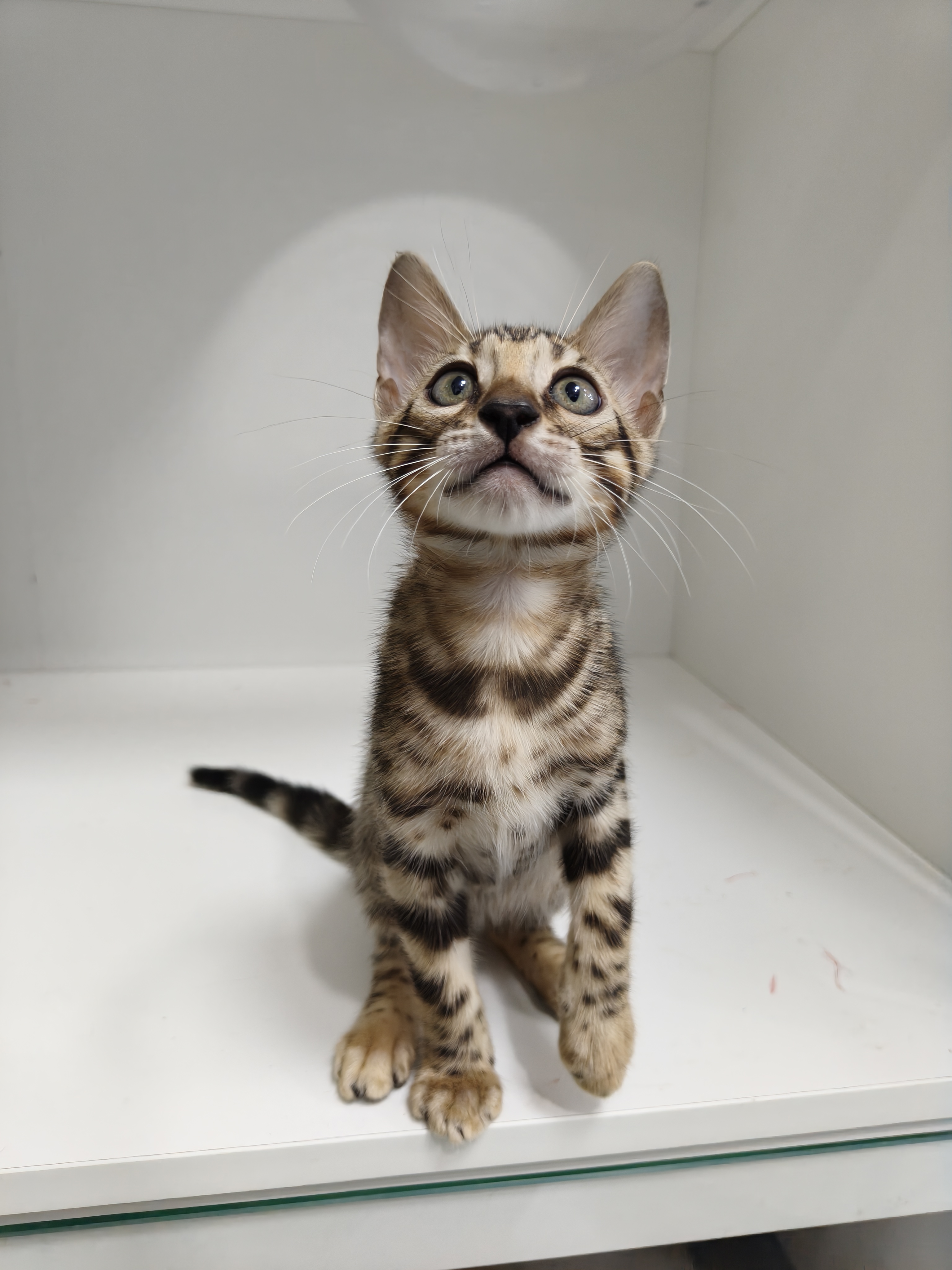 孟加拉豹猫弟弟，5月17出生，全款1800